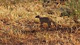 TANZANIA - Lake Manyara National Park - 50 Mangusta